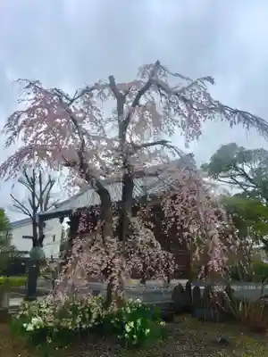 大雲寺の自然