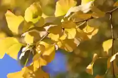 青山熊野神社の自然