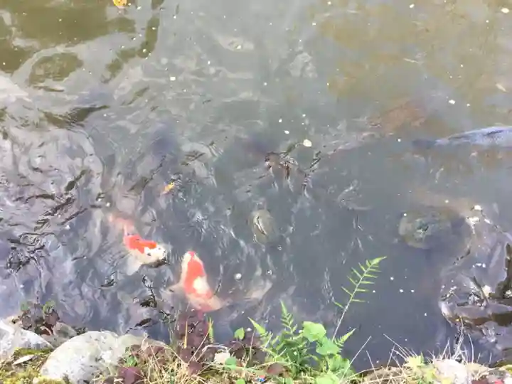 宝登山神社の動物