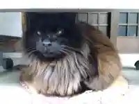 御誕生寺(猫寺)(福井県)