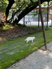 伊佐須美神社の動物