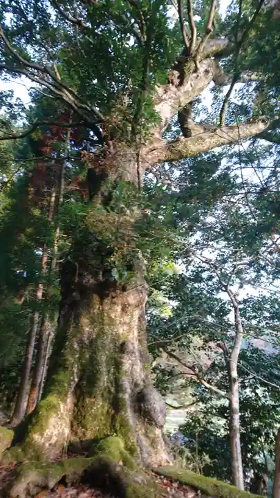 稲葉神社の自然