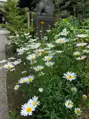 鷺宮八幡神社の自然