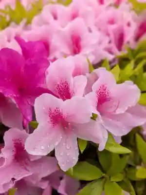 妙法寺(東京都)