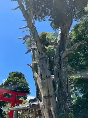 伊古奈比咩命神社(静岡県)