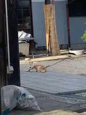 蓮台寺の動物