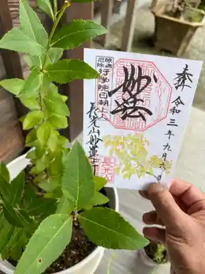 やまぼうし