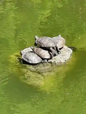 亀戸天神社(東京都)