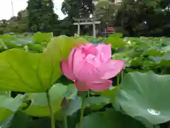 伊賀八幡宮(愛知県)