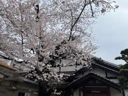 墨染寺（桜寺）の自然