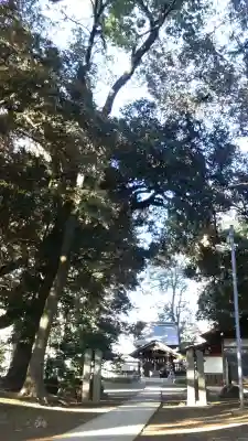 大間木氷川神社(埼玉県)