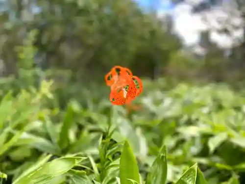 山家神社奥宮の自然