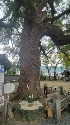 高忍日賣神社(愛媛県)