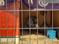 神田神社(神田明神)の動物