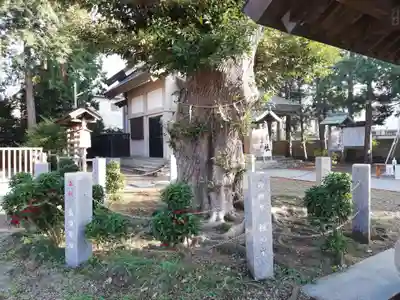 香取神社（旭町香取神社・大鳥神社）の自然