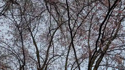 北海道護國神社の自然
