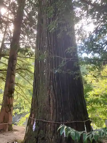 三社神社の自然