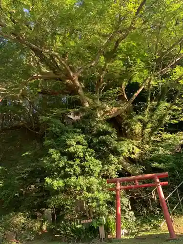 諏訪神社の鳥居