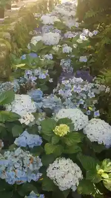 岡寺(龍蓋寺)(奈良県)