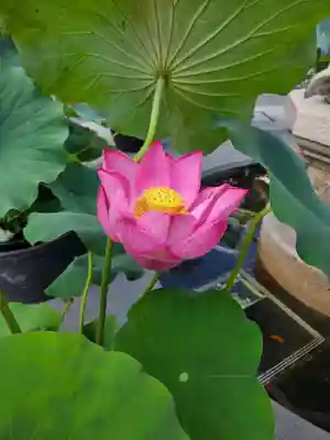 善光寺大勧進(長野県)