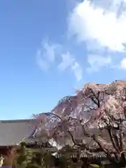 三十講山 光傳寺の景色