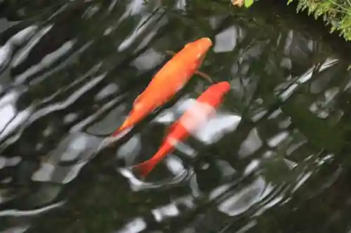 神炊館神社 ⁂奥州須賀川総鎮守⁂の周辺