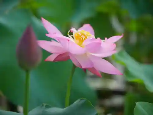 極楽山　浄土寺(北海道)
