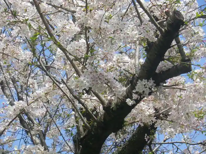 星井寺(虚空蔵堂)の自然