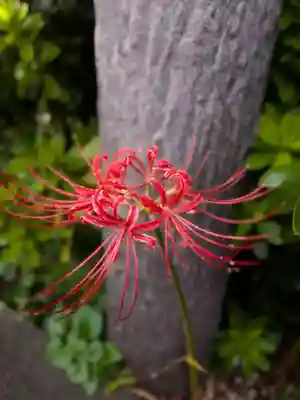 福蔵院(東京都)