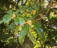 神炊館神社 ⁂奥州須賀川総鎮守⁂の御朱印