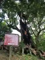都萬神社の自然