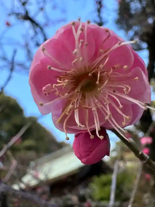 布多天神社(東京都)