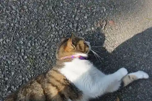 唐澤山神社の動物