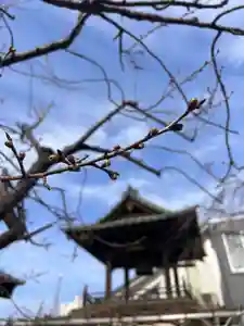 秩父札所十三番 慈眼寺の自然(2023年03月06日(月) 11時39分30秒投稿)