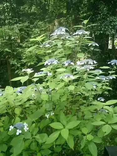 安國論寺（安国論寺）の自然