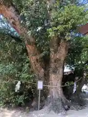 白鳥神社の自然