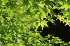 滑川神社 - 仕事と子どもの守り神の自然