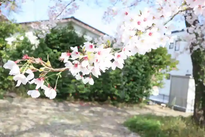 諏訪神社の自然