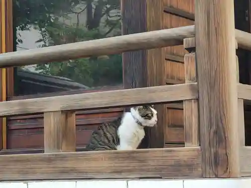 蔵前神社の動物