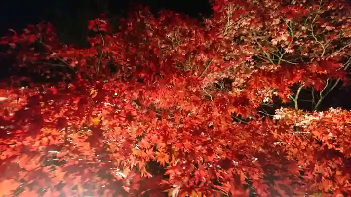 大山阿夫利神社の自然