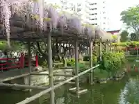 亀戸天神社(東京都)
