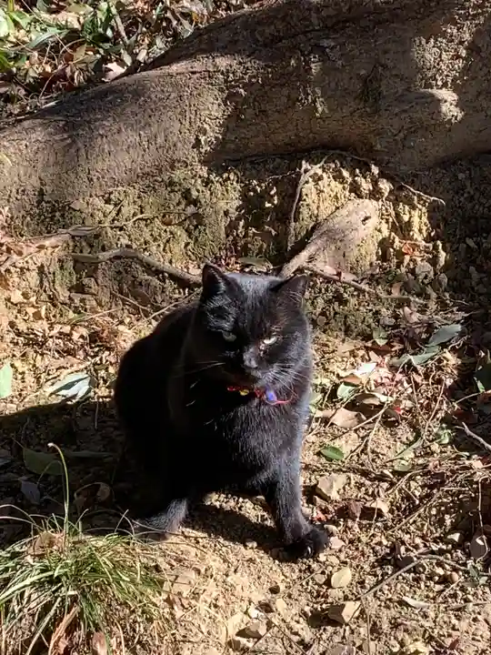 唐澤山神社の動物