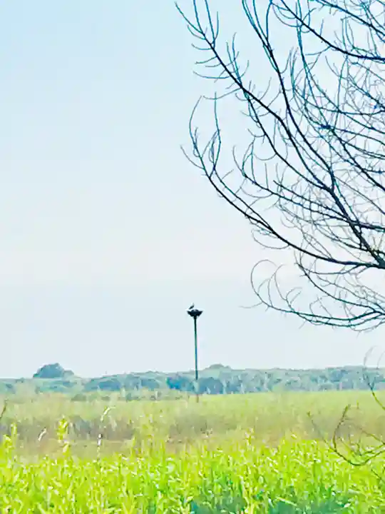 野木神社の周辺