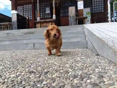 杉杜白髭神社(福井県)