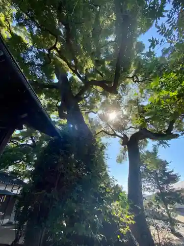 常磐神社の自然