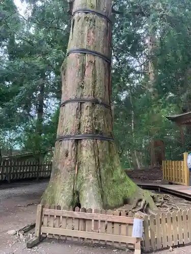 高千穂神社の自然