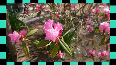 観音寺(千葉県)