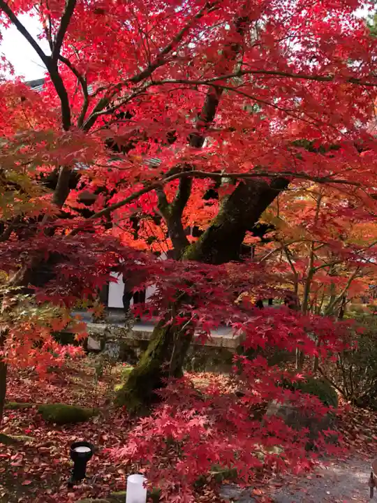 禅林寺(永観堂)の自然