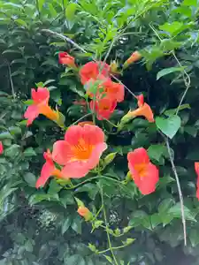 大山祇神社の自然(2022年06月29日(水) 20時40分17秒投稿)