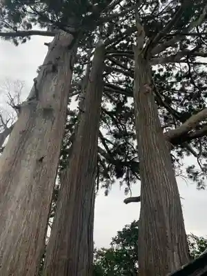 佐味神社の自然